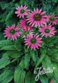 Echinacea Powwow Wild Berry